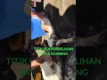 Download Lagu JURU SEMBELIH WAJIB TAHU | TITIK SEMBELIH SAPI \u0026 KAMBING #Shorts