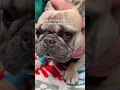 Mugsy the Frenchie Elongated Soft Palate Laser Surgery