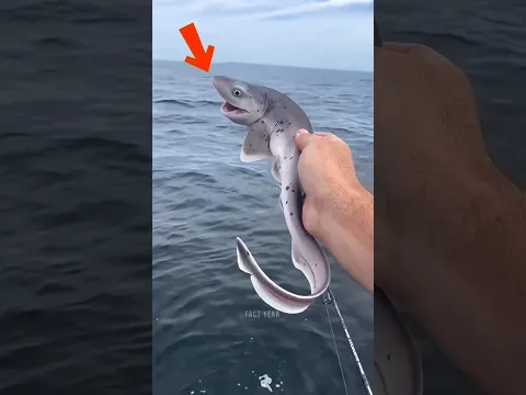 Never Pick Up a Baby Shark! 🦈😱