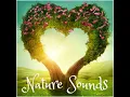 Bird Song (The Sound Of Happiness) - Nature Sounds