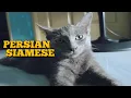 Siamese - Persian Cat HalfBreed cat