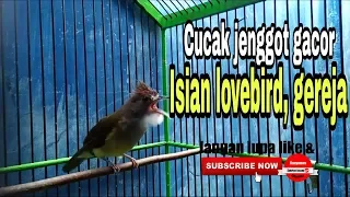 Download Cucak jenggot gacor isian lovebird, gereja MP3