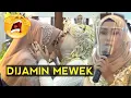 Download Lagu Upacara adat Sungkeman Sedih BANGET Dijamin Bikin Semua Orang Menangis