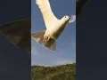 Download Lagu If only rabbits could fly too 🐇🪽#fly #rabbit #birds