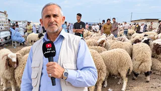 "هل تصبح اللحوم ترفاً قريباً؟.. هكذا يغير الوضع الاقتصادي مائدتك وسوق الأغنام!"