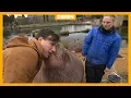 Download Lagu Gigantische walrus fluit naar vrouwtjes (en zoent met Lucas)