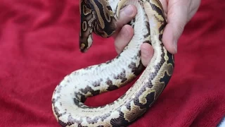 SYCS Handling a Baby Ball Python het pied markers