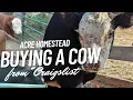 buying heifer steer from Craigslist first time acre homestead 2022