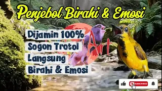 penjebol birahi u0026 emosi 100 nyaut sogon trotol langsung birahi u0026 emosi 