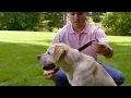 Buckle-Down Dog Collars Featuring Seatbelt Buckle