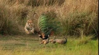 A Tiger Attacks a Peacock