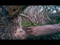 Father and son killed after gumtree falls on their car in Victoria