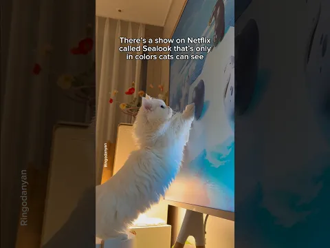 Try this with your cat and let me know if they love it! 🐾 #shorts #cat #funny