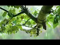 RAIN MEDITATION | 10 Hours | Sleep Aid | Anxiety Relief | Calming Background Ambience