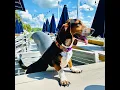 Sharky s - No Pups on Deck Memorial Day