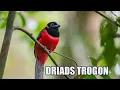 Bird Driads Trogon red