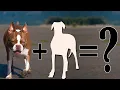 Download Lagu Boston Terrier Mixes: 20 Different Cross Breeds We Love