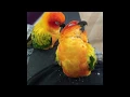 Download Lagu BERANI TAHAN TAWA - TINGKAH BURUNG LUCU  BIKIN NGAKAK