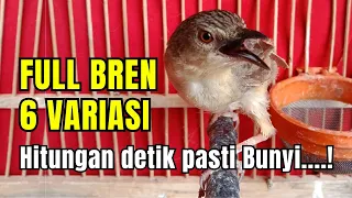 ciblek gunung gacor ngebren 6 variasi cocok untuk masteran cigun bren rapet nembak panjang 