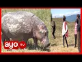 Download Lagu HALI ILIVYO NGORONGORO NEMC WATEMBELEA \