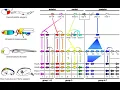Evolutionary developmental biology Wikipedia article