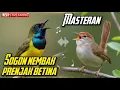 Download Lagu 🔴 LIVE BURUNG SOGON NEMBAK PRENJAK BETINA NONSTOP!! SUARA GACOR BUAT PANCINGAN \u0026 MASTERAN!! #sogon