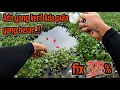 Lagu PERTAMA KECIL YANG KENA ‼️ BERIKUTNYA GANTI BABON BABON || mancing ikan red devil NAHOL MANIA