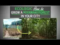 Download Lagu Ecologic | Miyawaki Forests for Indian Cities