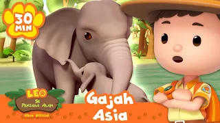 Para Ranger sedang dalam MISI untuk menyatukan kembali keluarga gajah Asia! | Leo Si Penjaga Alam