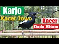 Download Lagu KACER DADA HITAM UNTUK SUARA PIKAT