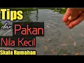Download Lagu CARA MEMBERI MAKAN IKAN NILA KECIL