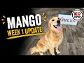 Golden Retriever Puppy Training Mango s Week 1 Progress at K9one