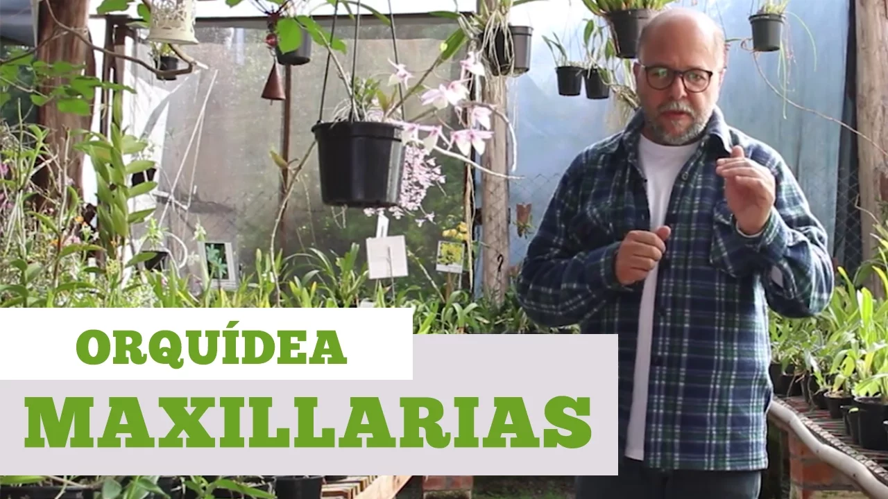 COMO CUIDAR DE ORQUIDEA MAXILLARIA