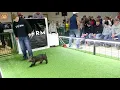 The Storm Live Pig Sale - Battle Creek MI
