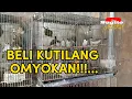 Lagu BELI BURUNG KUTILANG OMBYOKAN !!..#sugitoaviarychannel #aviary #aviaryminimalis #kandangaviary
