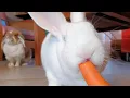 Sweet Rescued Albino Bunny Eating A Carrot