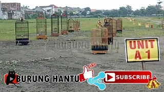 Suara Koloni Branjangan Parva Ampuh Pancing Bunyi Branjangan Bahan