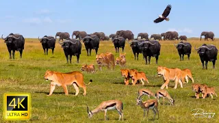 WILD SERENGETI | The Perilous Journey Across the Grasslands | African Wildlife Documentary