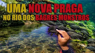 A INVASÃO DESSE PEIXE ACENDE UM ALERTA!