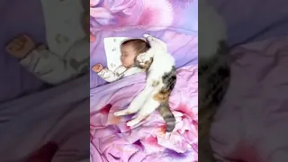 funny cat moments video 9 9 l whatsapp status l new video