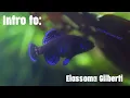 Intro to Elassoma Gilberti Gulf Coast Pygmy Sunfish