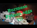 Burmese Python Breeding eggs