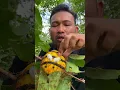 Download Lagu Cute cake banana vs weaver ants , Man show # #nature