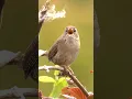 Download Lagu Kecil tapi KERAS, dengarkan burung wren ini bernyanyi sepenuh hati