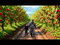Download Lagu Van bergen tot Cherry Farm: de strijd van het oudere paar