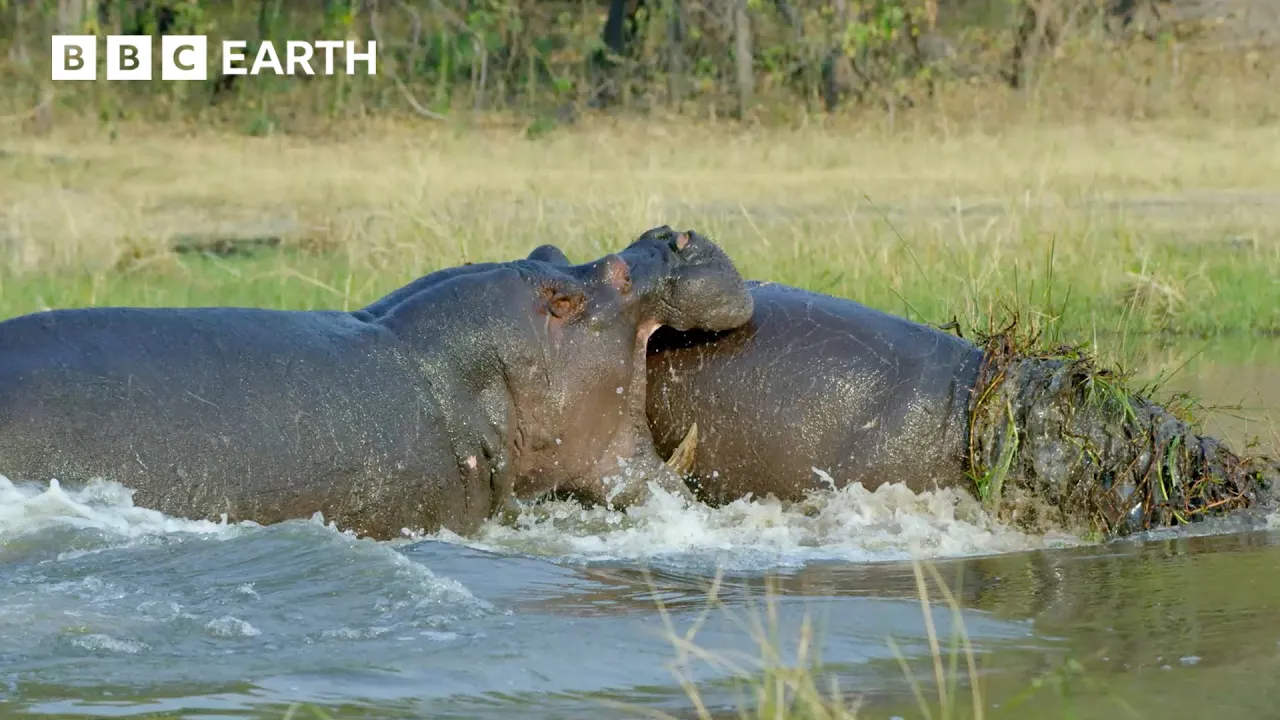 BBC Earth channel featured image