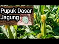 Download Lagu Wajib Tau!! Pupuk Dasar Sebelum Tanam Jagung agar Cepat Tumbuh dan Berbuah Lebat #pupuklahan