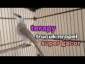 Terapy trucuk agar mau ropel gacor