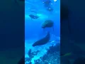 Download Lagu suara ikan paus di dalam laut terbaru 2021