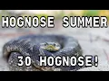 HOGNOSE SUMMER - A life history
